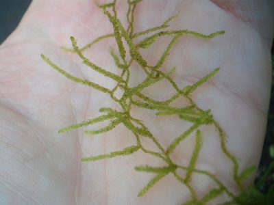 Weymouthia mollis, photographed by Stephen Thorpe
