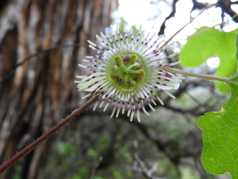 Passiflora zapalinamensis, photographed by Leticia Jiménez Hernández
