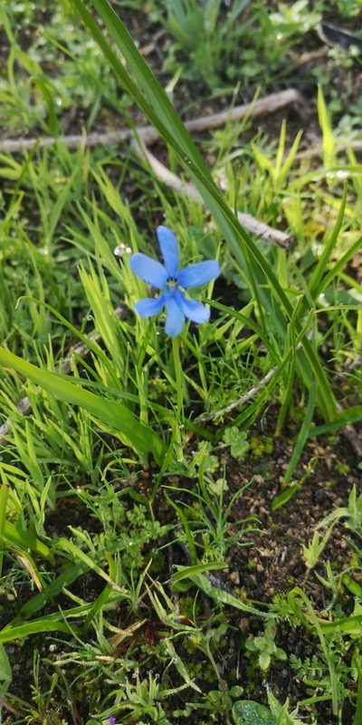 Tecophilaea violiflora, photographed by Darío De la Fuente