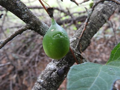 Passiflora zapalinamensis, photographed by Leticia Jiménez Hernández