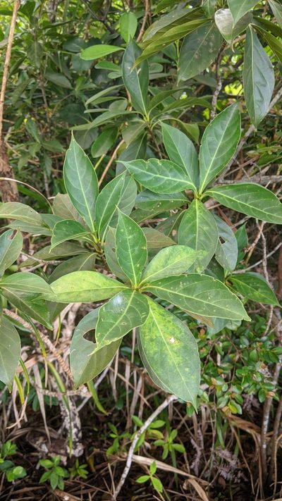 Timonius arboreus, photographed by Cheng-Te Hsu