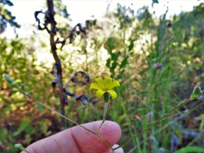 Croptilon divaricatum, photographed by Annika Lindqvist