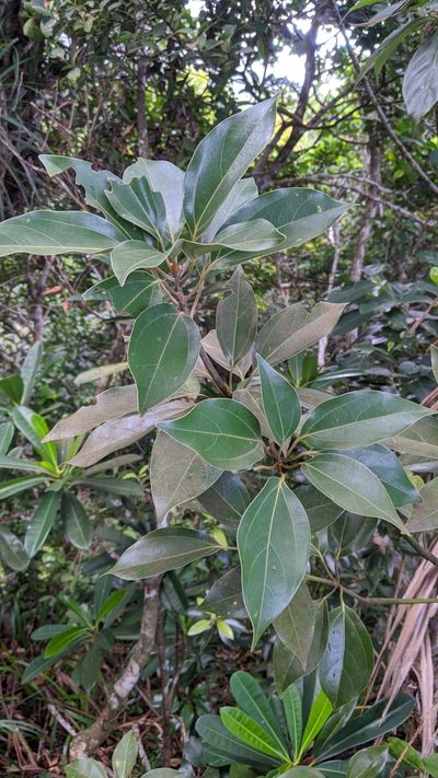 Neolitsea aurata, photographed by Cheng-Te Hsu