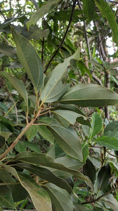 Neolitsea aurata, photographed by Cheng-Te Hsu