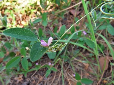 Galactia regularis, photographed by Annika Lindqvist