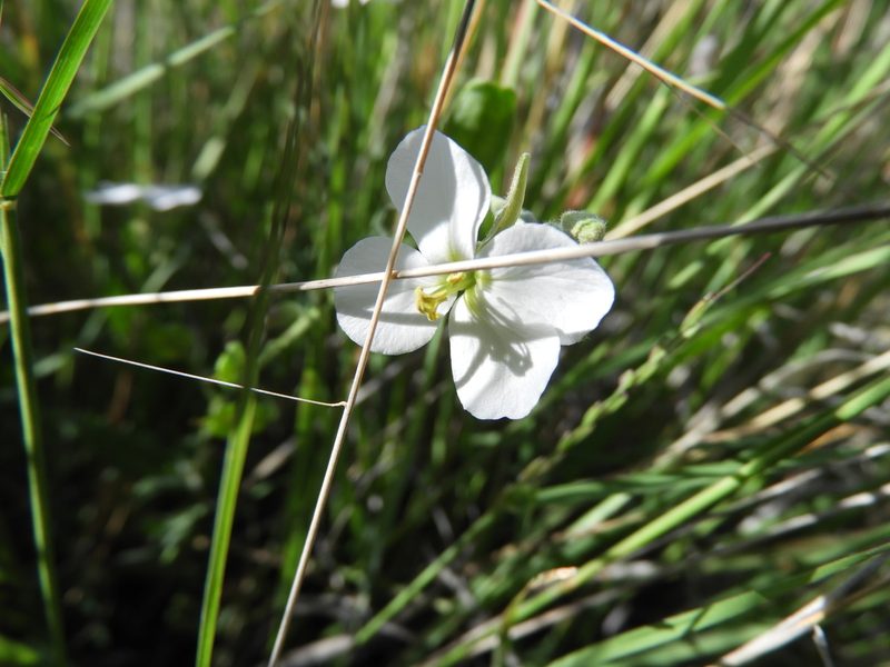 Synthlipsis greggii, photographed by Leticia Jiménez Hernández