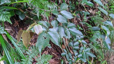 Santaloides minor, photographed by Cheng-Te Hsu