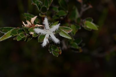 Pentachondra involucrata, photographed by James (Jim) Duggan