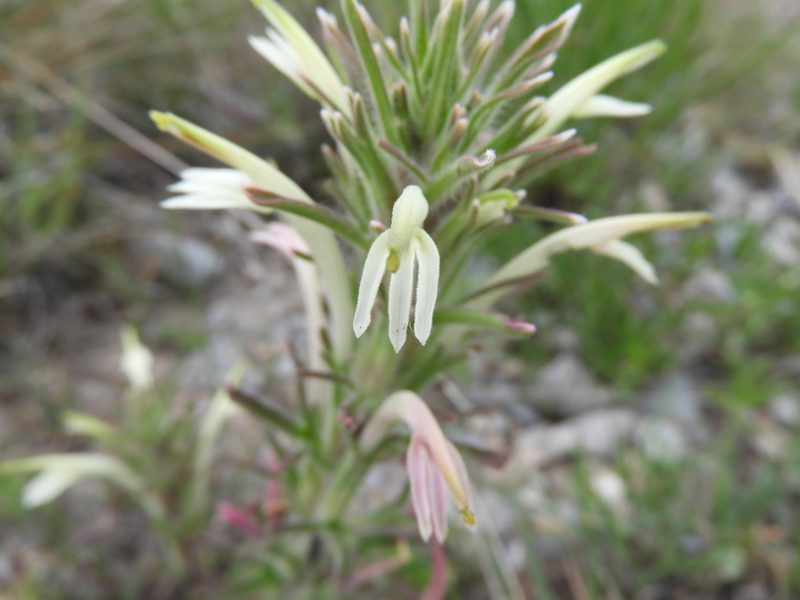 Castilleja mexicana, photographed by Leticia Jiménez Hernández