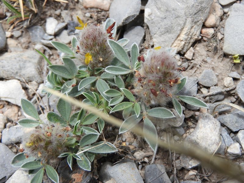 Dalea laniceps, photographed by Leticia Jiménez Hernández