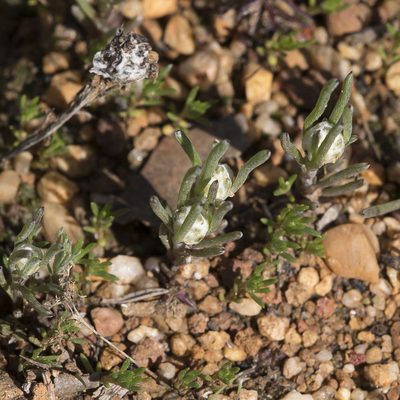 Blennospora drummondii, photographed by Kym Nicolson