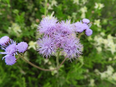 Conoclinium greggii, photographed by Leticia Jiménez Hernández