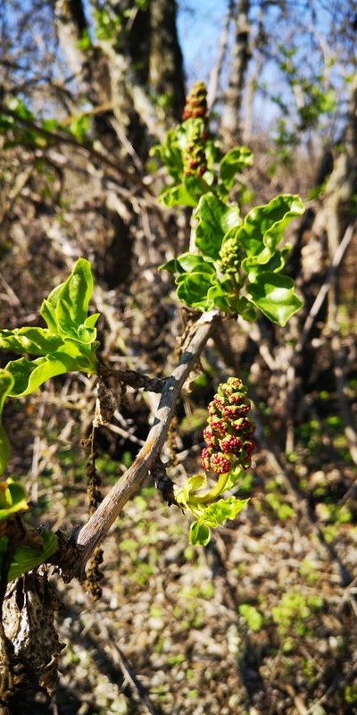 Anisomeria chilensis, photographed by Darío De la Fuente