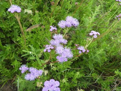 Conoclinium greggii, photographed by Leticia Jiménez Hernández