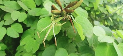Phanera semibifida, photographed by Ong Jyh Seng
