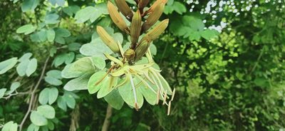 Phanera semibifida, photographed by Ong Jyh Seng