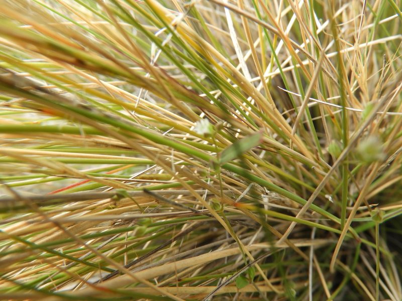 Drymaria anomala, photographed by Leticia Jiménez Hernández