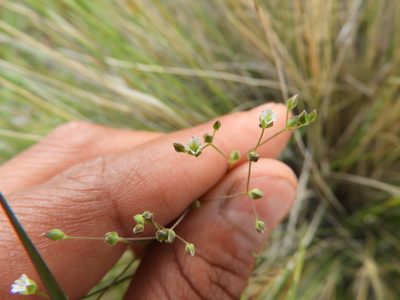 Drymaria anomala, photographed by Leticia Jiménez Hernández