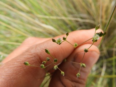 Drymaria anomala, photographed by Leticia Jiménez Hernández