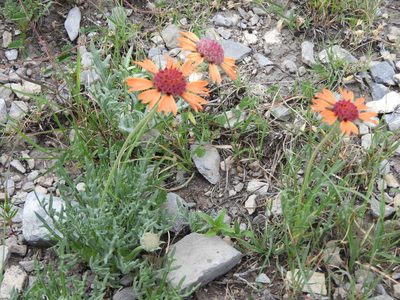 Gaillardia comosa, photographed by Leticia Jiménez Hernández