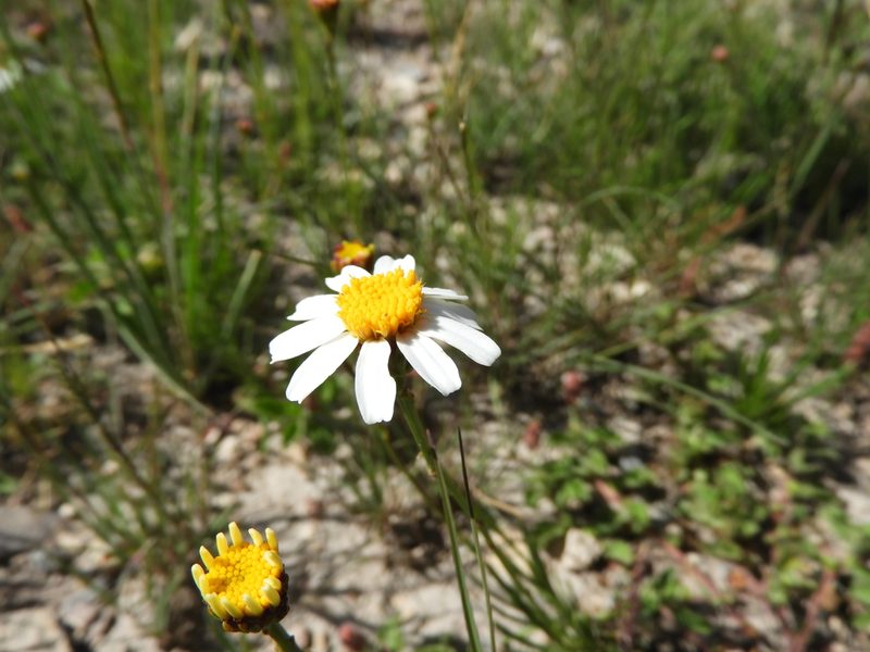 Leucactinia bracteata, photographed by Leticia Jiménez Hernández