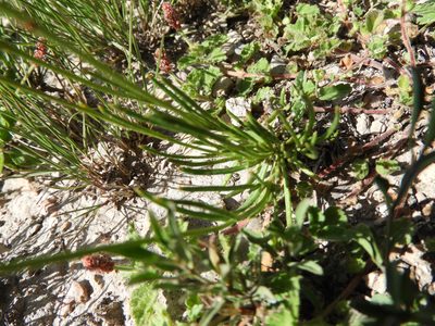 Leucactinia bracteata, photographed by Leticia Jiménez Hernández
