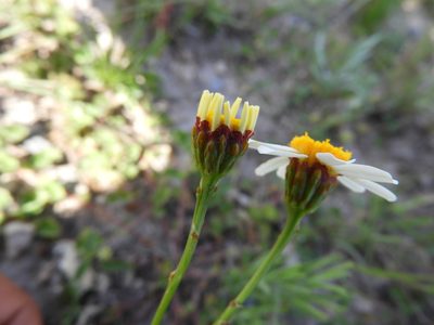 Leucactinia bracteata, photographed by Leticia Jiménez Hernández