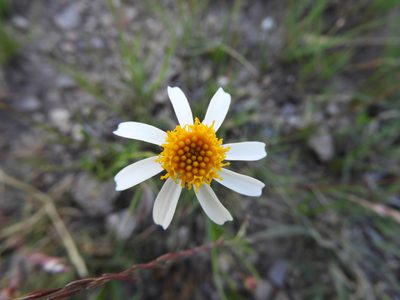 Leucactinia bracteata, photographed by Leticia Jiménez Hernández