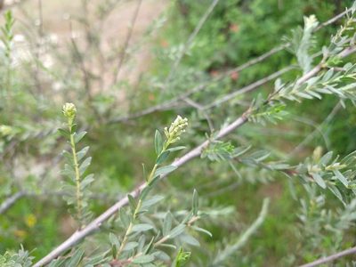 Salix taxifolia, photographed by Alexis López Hernández
