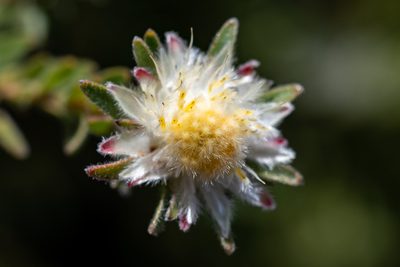 Diastella fraterna, photographed by magriet b