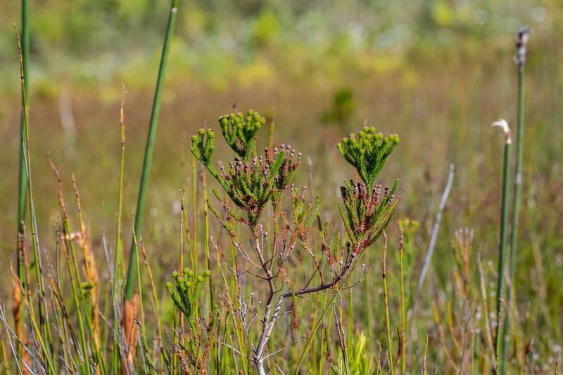 Berzelia ecklonii, photographed by magriet b