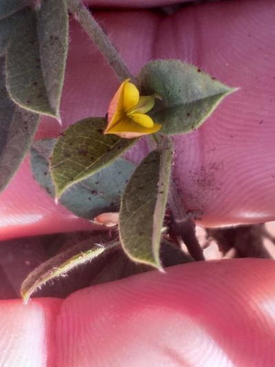 Rhynchosia ciliata, photographed by kevin koen