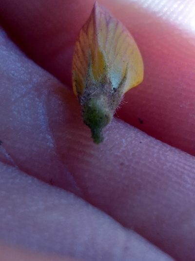 Rhynchosia ciliata, photographed by kevin koen