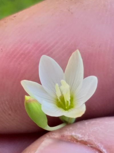 Geissorhiza inconspicua, photographed by kevin koen