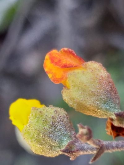 Hermannia cuneifolia, photographed by kevin koen