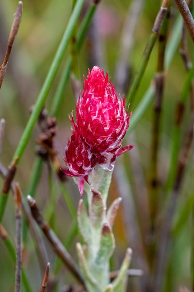 Syncarpha zeyheri, photographed by magriet b