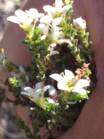 Diosma passerinoides, photographed by kevin koen