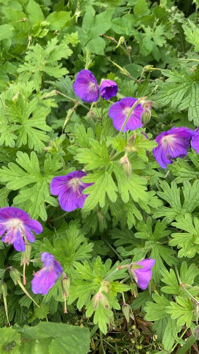 Geranium saxatile, photographed by rowan_m