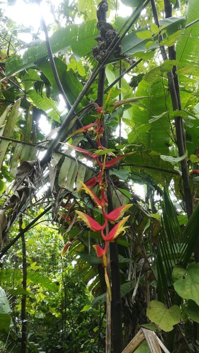 Heliconia platystachys, photographed by Kelly_Ortega_Agamez