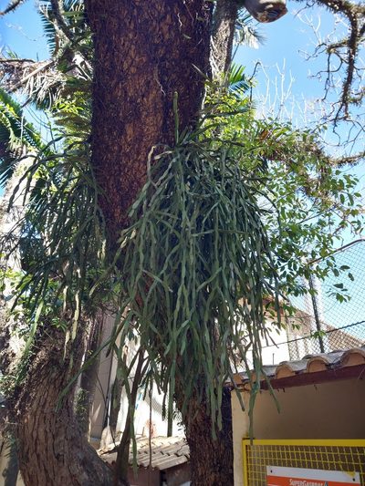 Rhipsalis paradoxa, photographed by Bruno Henrique Aranda