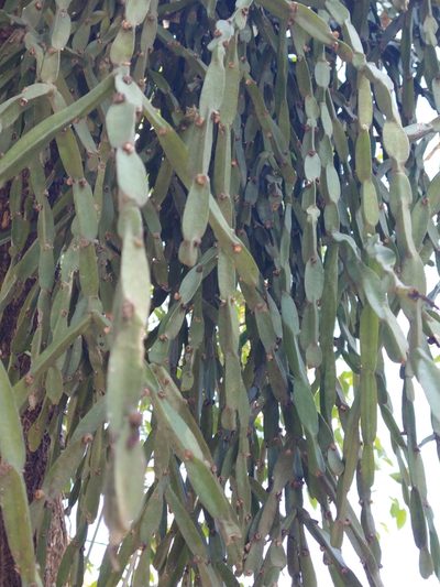 Rhipsalis paradoxa, photographed by Bruno Henrique Aranda