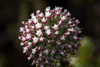Metalasia lichtensteinii, photographed by magriet b