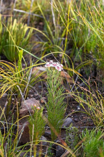 Serruria heterophylla, photographed by magriet b