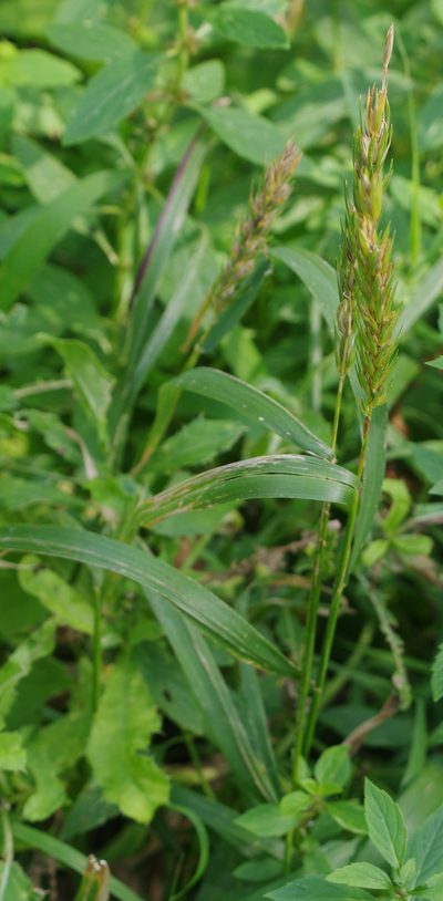 Elymus curvatus, photographed by Mary Krieger