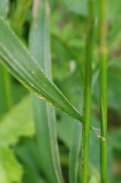 Elymus curvatus, photographed by Mary Krieger
