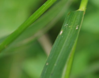 Elymus curvatus, photographed by Mary Krieger