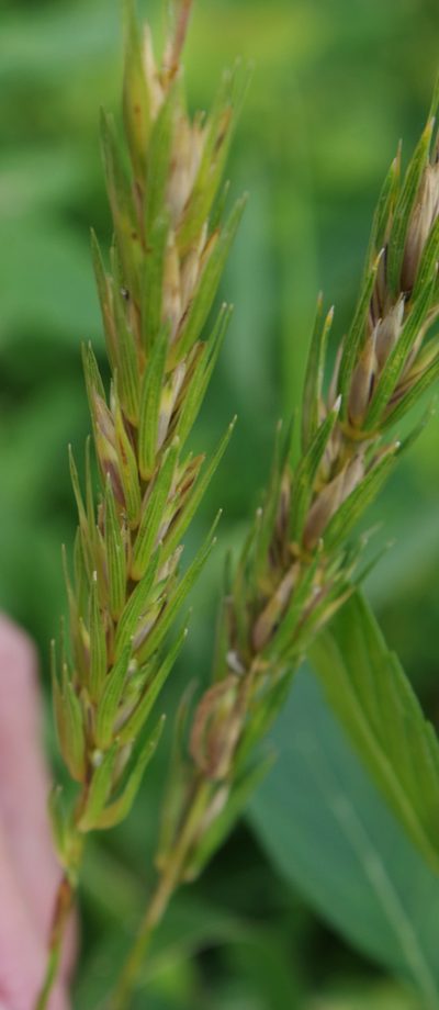 Elymus curvatus, photographed by Mary Krieger
