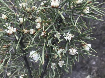 Hakea varia, photographed by Ann Bentley