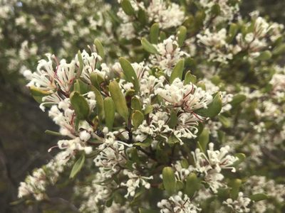 Hakea trifurcata, photographed by Ann Bentley