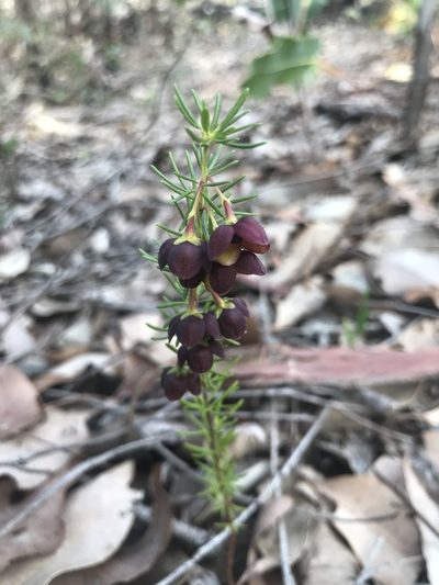 Boronia megastigma, photographed by Ann Bentley